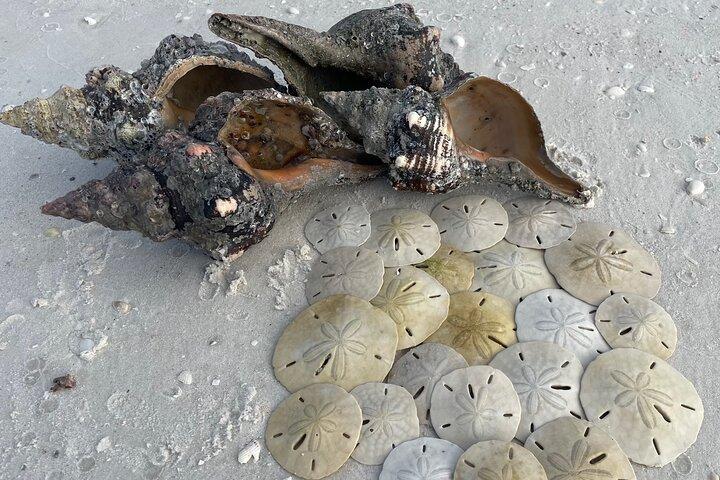 4 Hour Ten Thousand Islands Shelling Trip