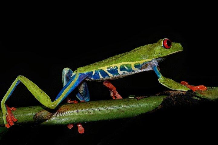Tour and Night Walk La Fortuna