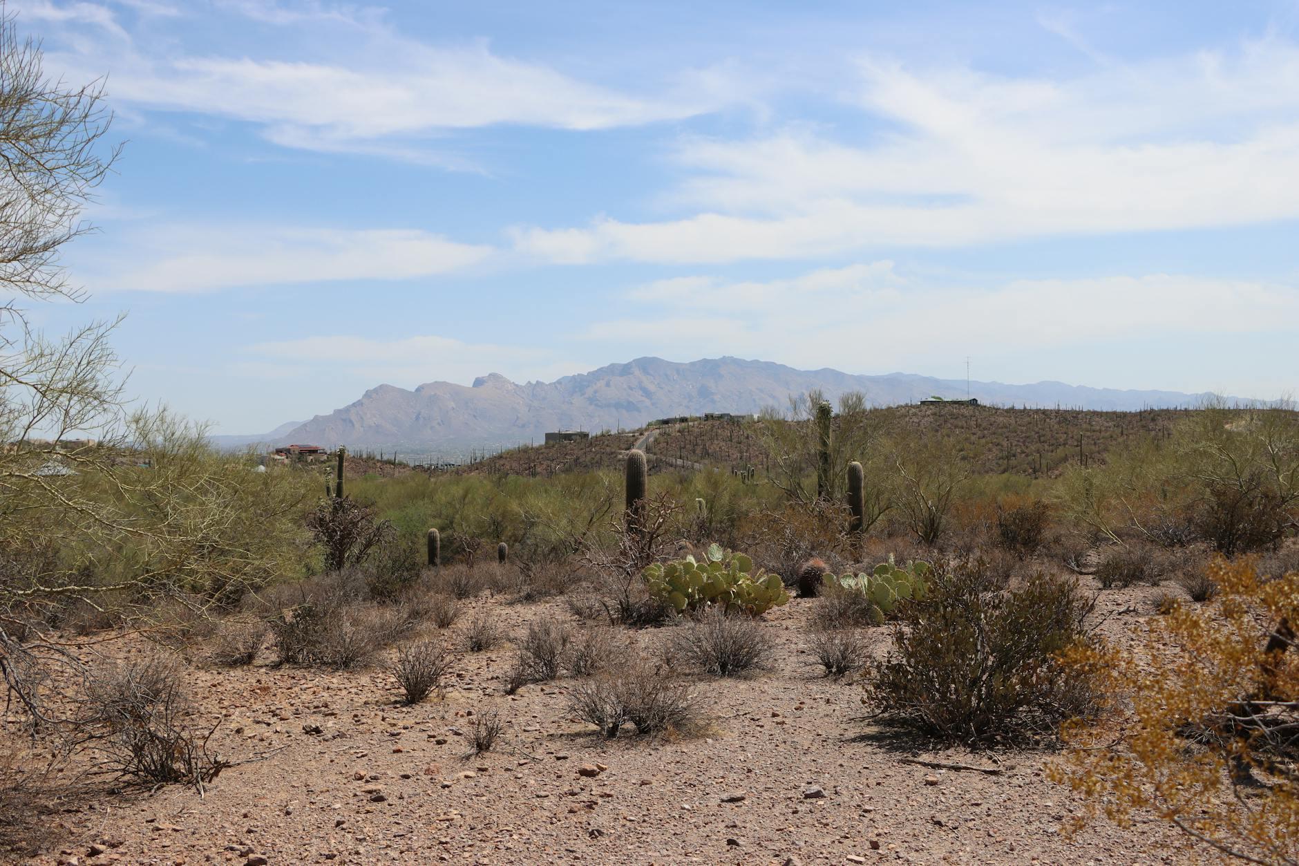 Tucson skyline